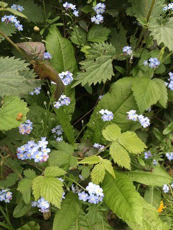 Norsey Wood Local Nature Reserve
